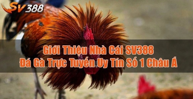 Chất lượng hình ảnh tốt, đường truyền mạng ổn định Chất lượng hình ảnh tốt, đường truyền mạng ổn định