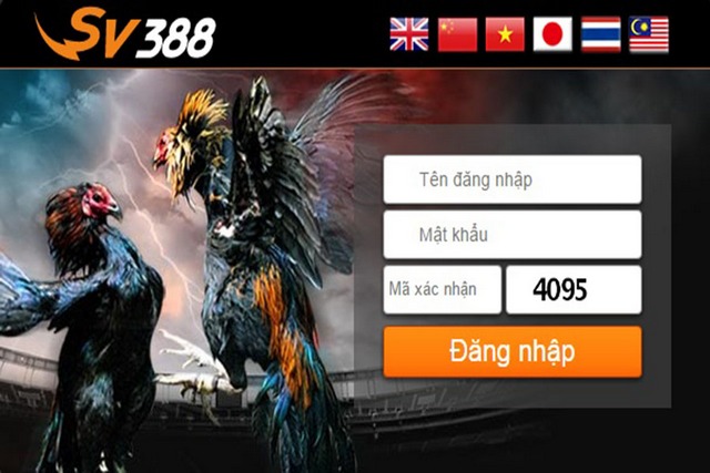 SV388 đã hoạt động tập trung vào những trận thi đấu gà SV388 đã hoạt động tập trung vào những trận thi đấu gà